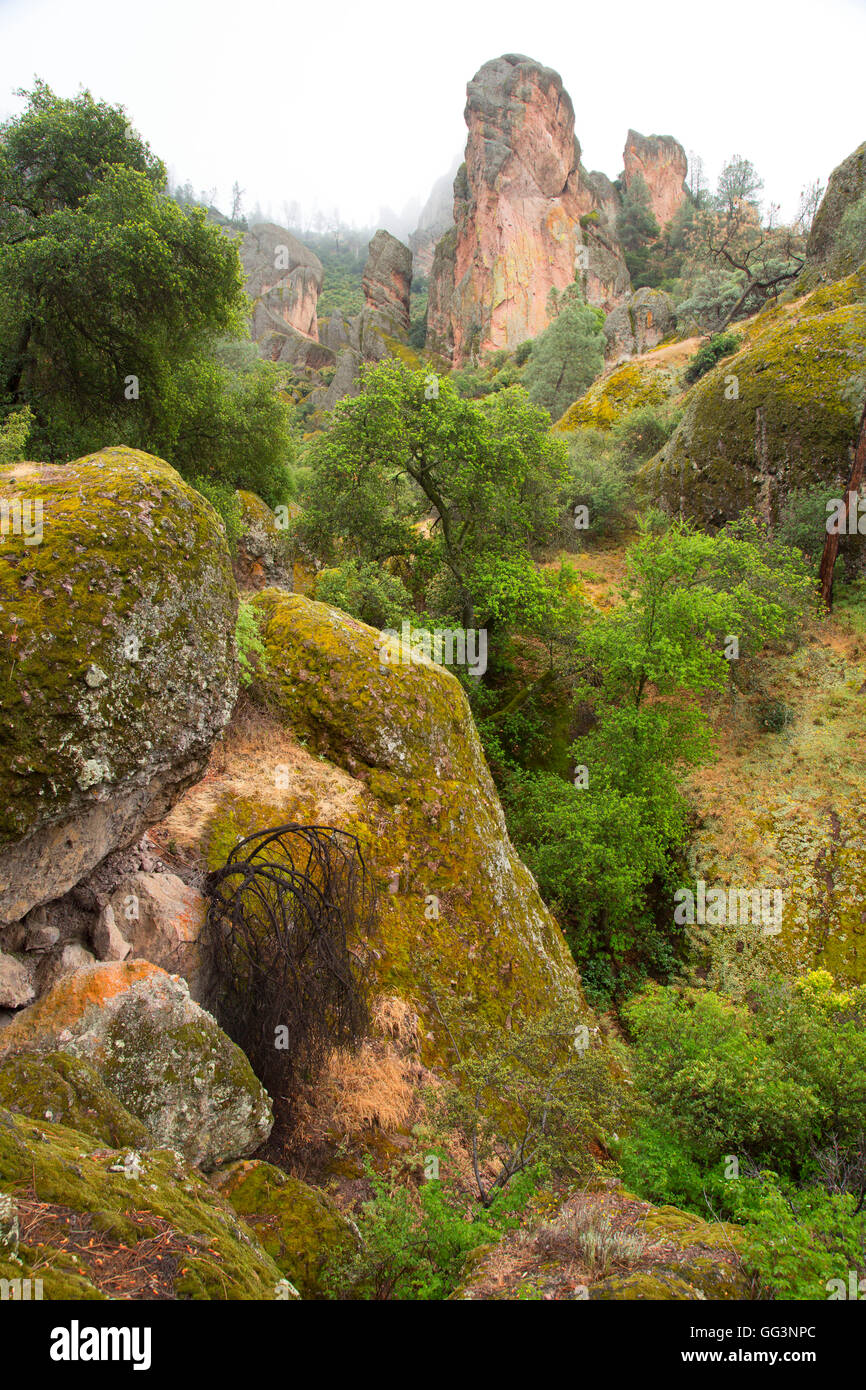 Picchi elevati di Juniper Canyon Trail, pinnacoli National Park, California Foto Stock
