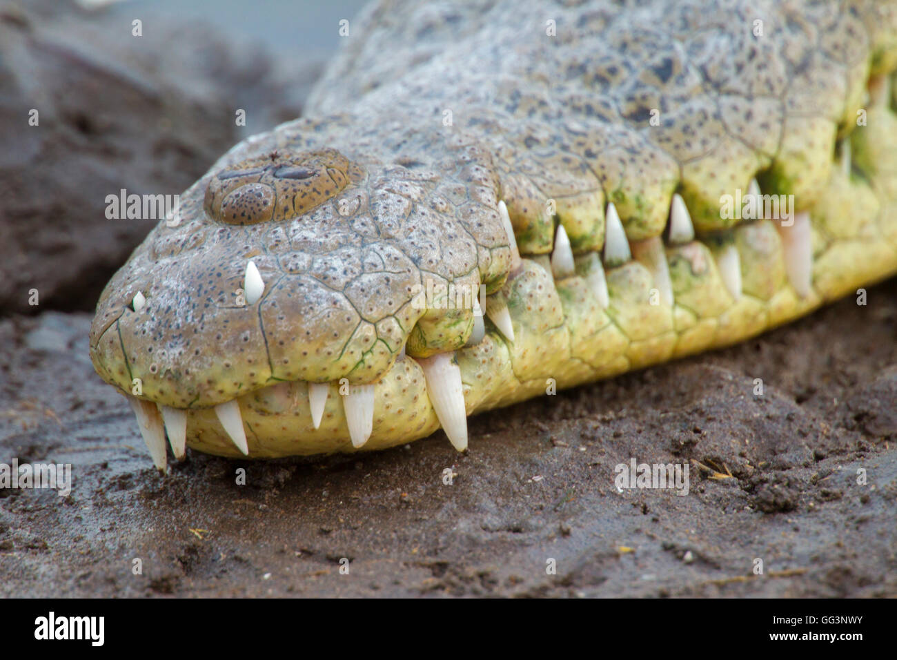 Coccodrillo americano Crocodylus acutus San Blas, Nayarit, Messico 7 giugno adulto che mostra due denti che crescono attraverso la parte superiore Foto Stock