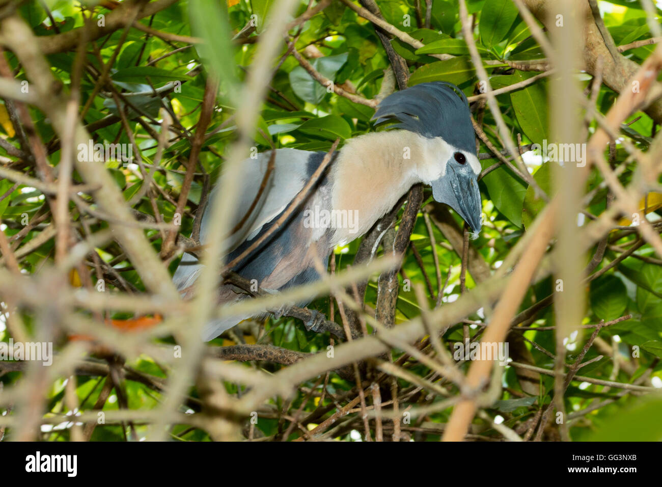 Barca-fatturato Heron Cochlearius cochlerius San Blas, Nayarit, Messico 7 giugno adulto nella densa di mangrovie area di nidificazione di visualizzazione. Foto Stock