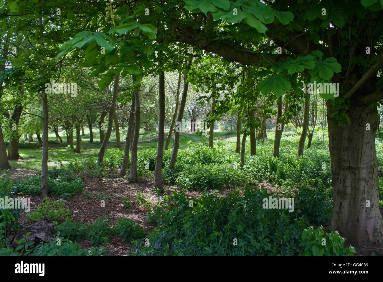 Aprire scena di bosco Foto Stock