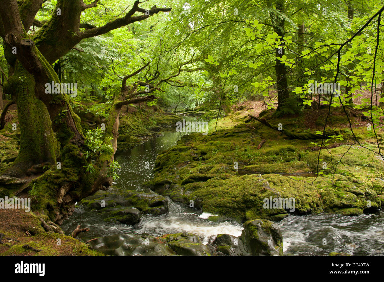 Fiume Ariff Glen Ariff Forest Park nella contea di Antrim Irlanda del Nord Foto Stock