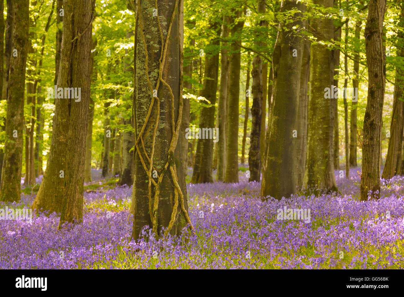 Blooming bluebells in Tollymore Forest Park in Irlanda del Nord. Foto Stock