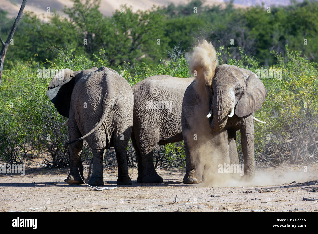 Damaraland Namibia deserto atto elefante africano (Loxodonta africana) vicino al doro Nawas. La polvere di elefante la balneazione. Foto Stock