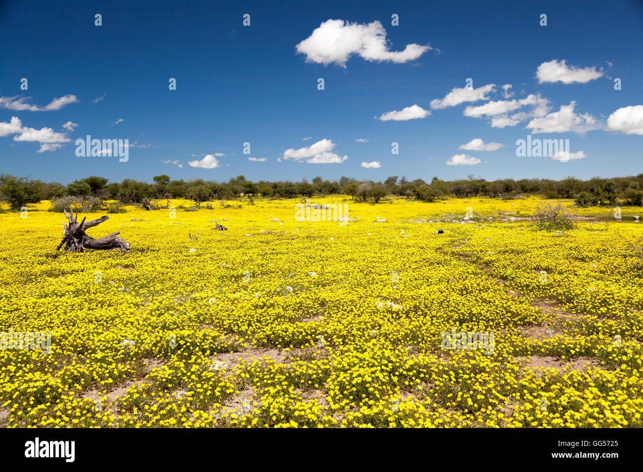 Il Parco Nazionale di Etosha Namibia un tappeto di fiori gialli. Foto Stock