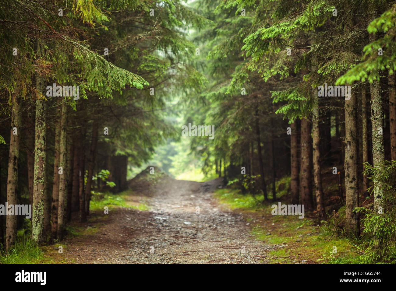 Strada sterrata attraverso la foresta di pini con il fuoco selettivo Foto Stock