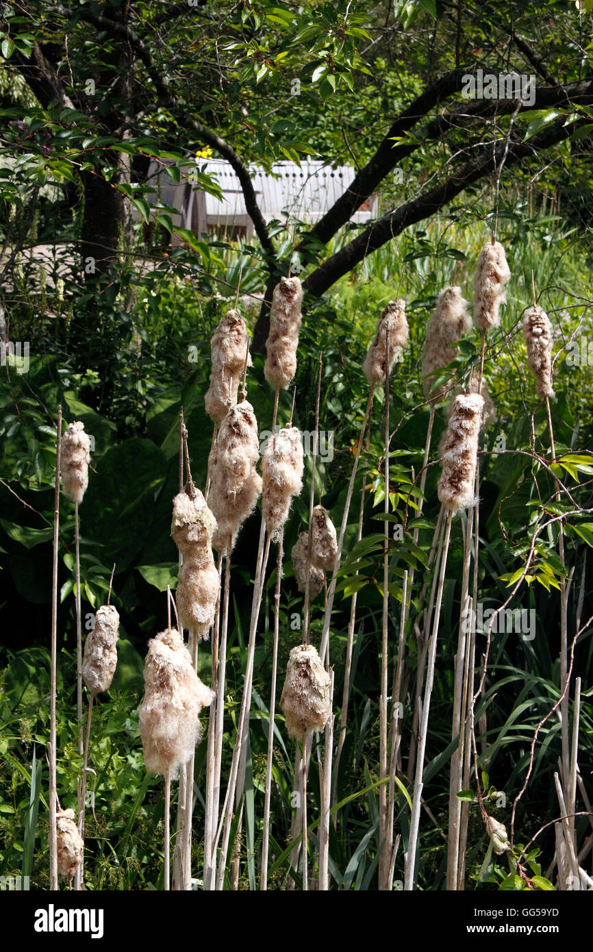 TYPHA LATIFOLIA. BULL RUSH. REEDMACE. Gatto in coda Foto Stock