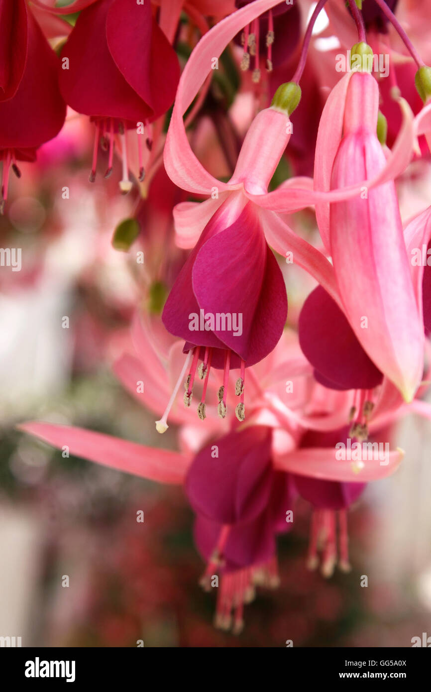 FUCHSIA DENARO SPINNER. Foto Stock