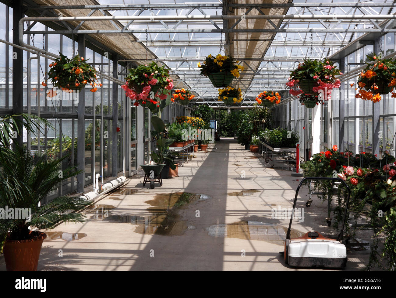 Una grande serra riscaldata ad RHS Wisley UK. Foto Stock