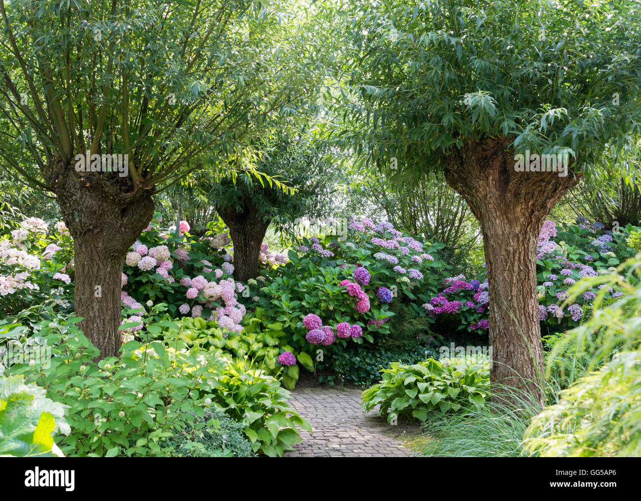 Giardino verde con gli alberi di salice e rosa e viola hydrange hortensia fiori in luglio Foto Stock