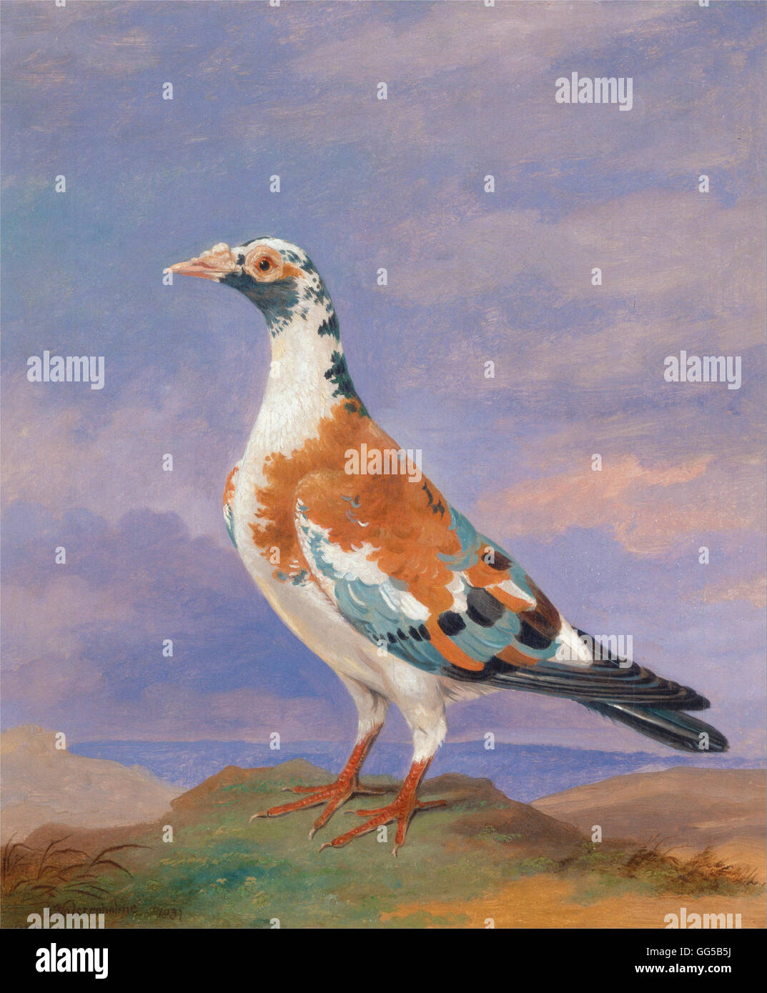 Wolstenholme Dean - Studi di piccioni viaggiatori Foto Stock