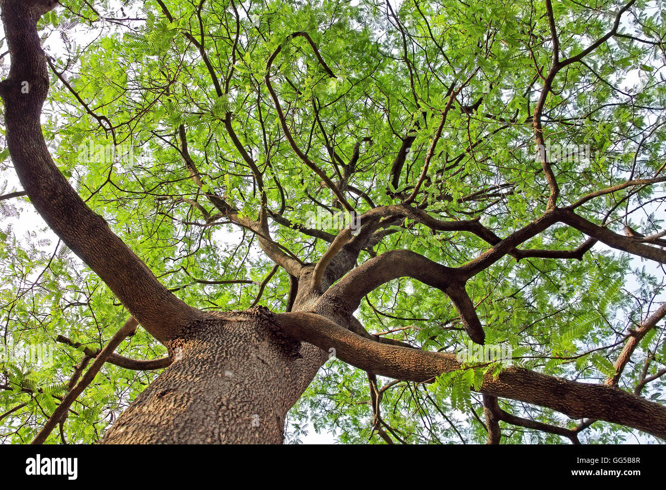 Tamarind Tree Immagini E Fotos Stock Alamy