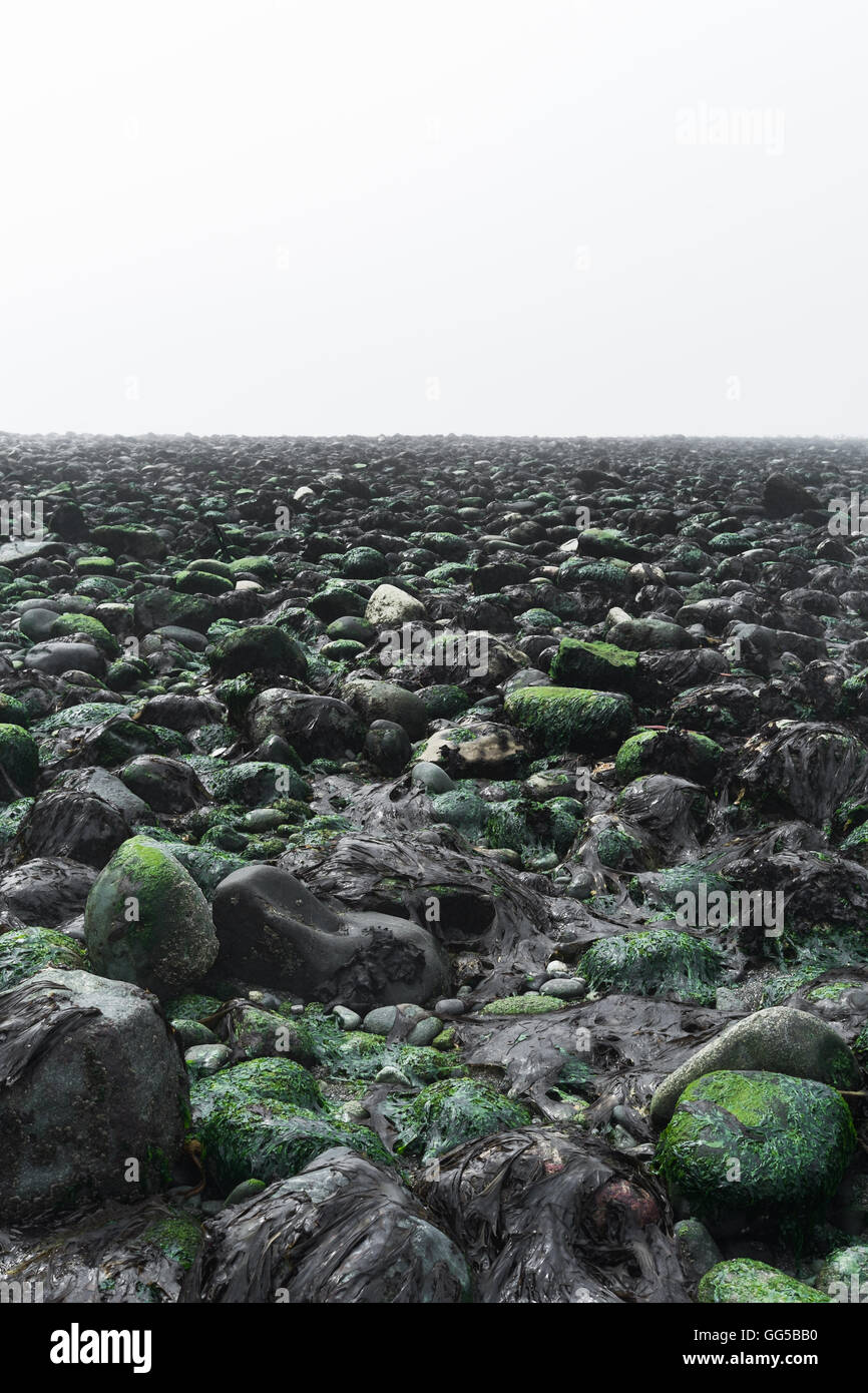 Primordiale, rocky Ocean Beach con alghe marine e un cielo nebbioso Foto Stock