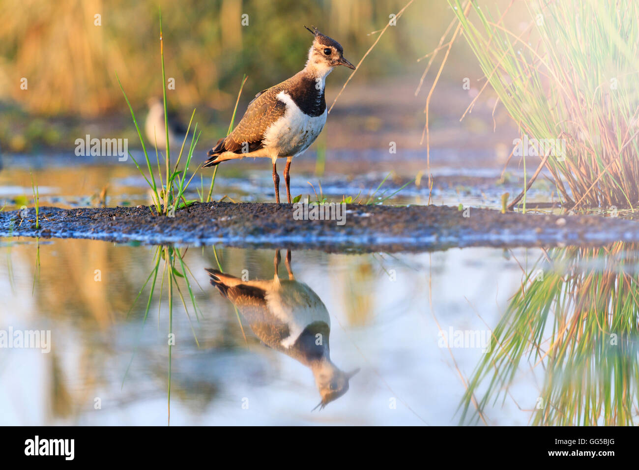 Pavoncella giovani bird riflesso nell'acqua con hotspot soleggiato Foto Stock