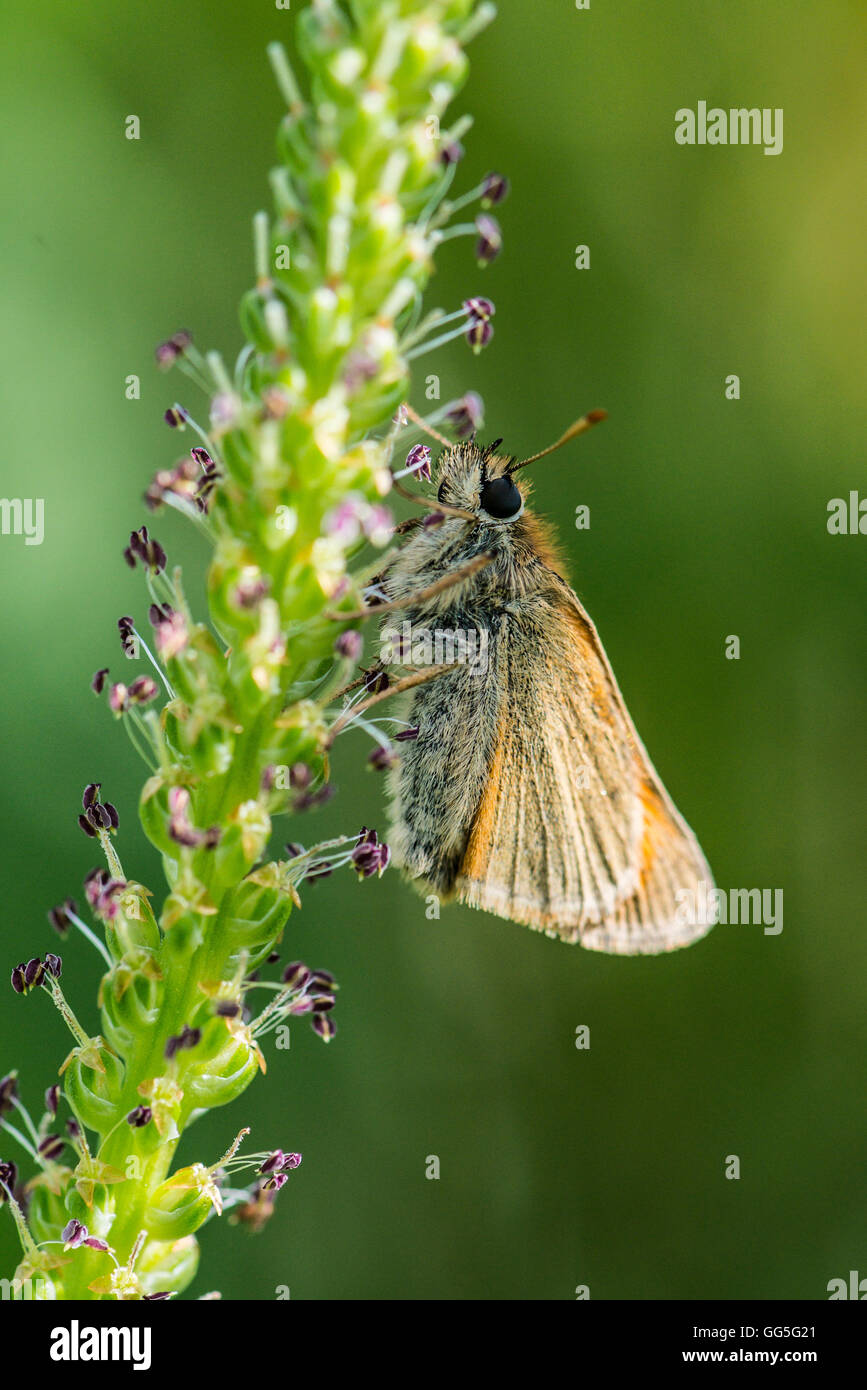 Un piccolo skipper butterfly (Thymelicus sylvestris) Foto Stock