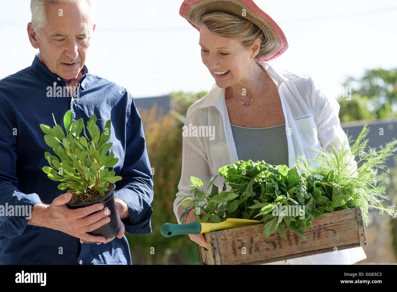 Felice coppia senior portante cassa di verdura a foglia Foto Stock