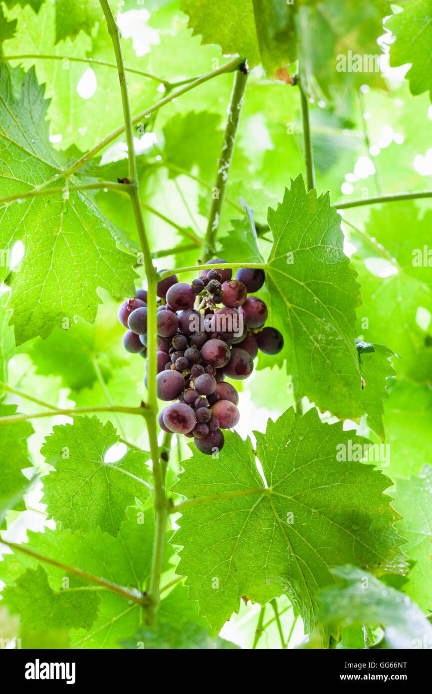 Ripe rosso scuro uve in foglie verdi nel giorno di estate Foto Stock