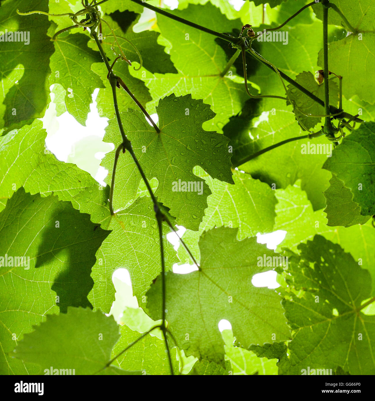 Square sfondo naturale - verde bagnato a foglie d'uva sulla vigna in Rain Foto Stock
