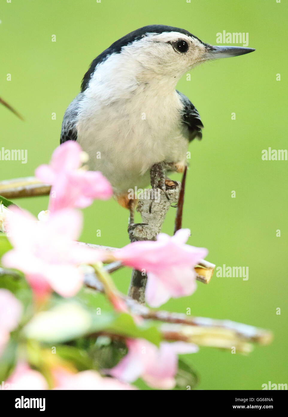 Un bianco-breasted picchio muratore che guarda lontano dai fiori. Foto Stock