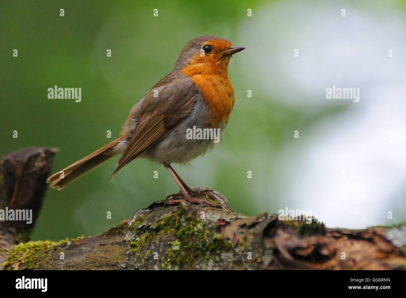 Europeo di palissonatura Robin (Erithacus rubecula) a tronco di albero. Regione di Mosca, Russia Foto Stock