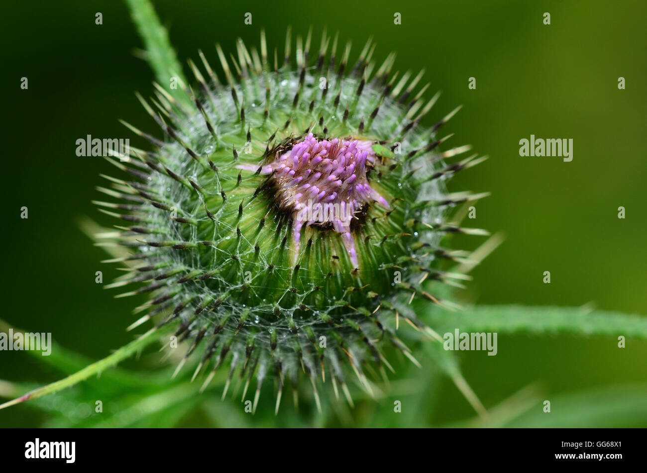 Spear thistle bud Foto Stock