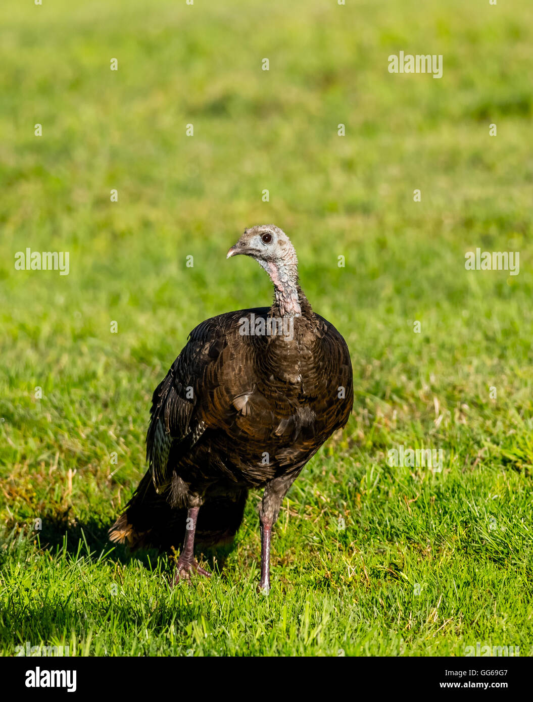 Wild Turkey Foto Stock