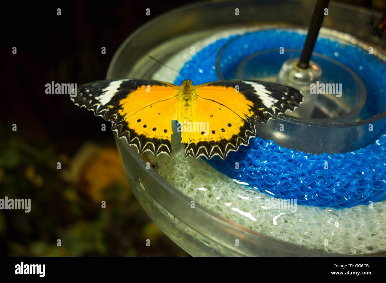 Il Museo Americano di Storia Naturale Foto Stock