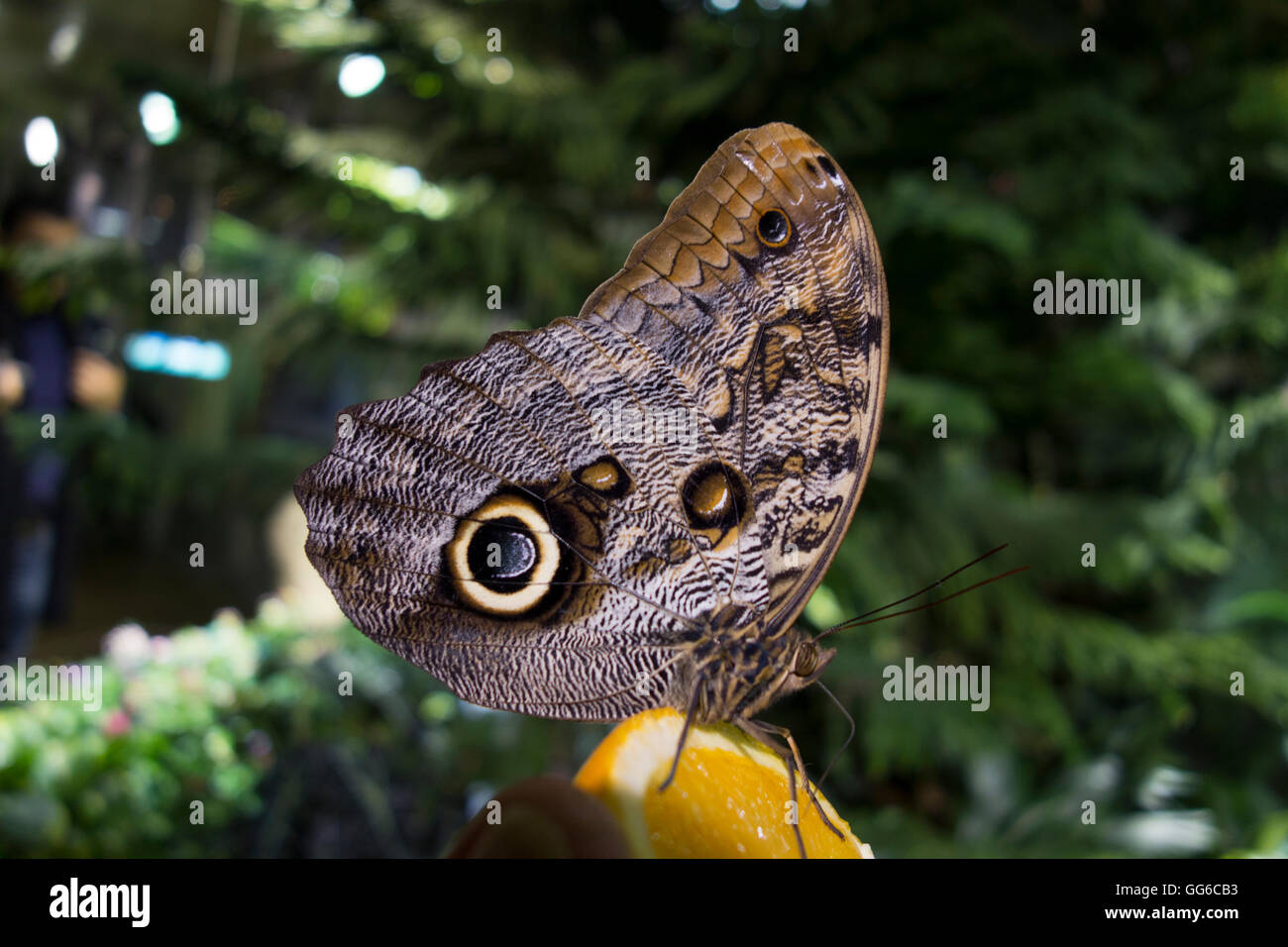 Il Museo Americano di Storia Naturale Foto Stock