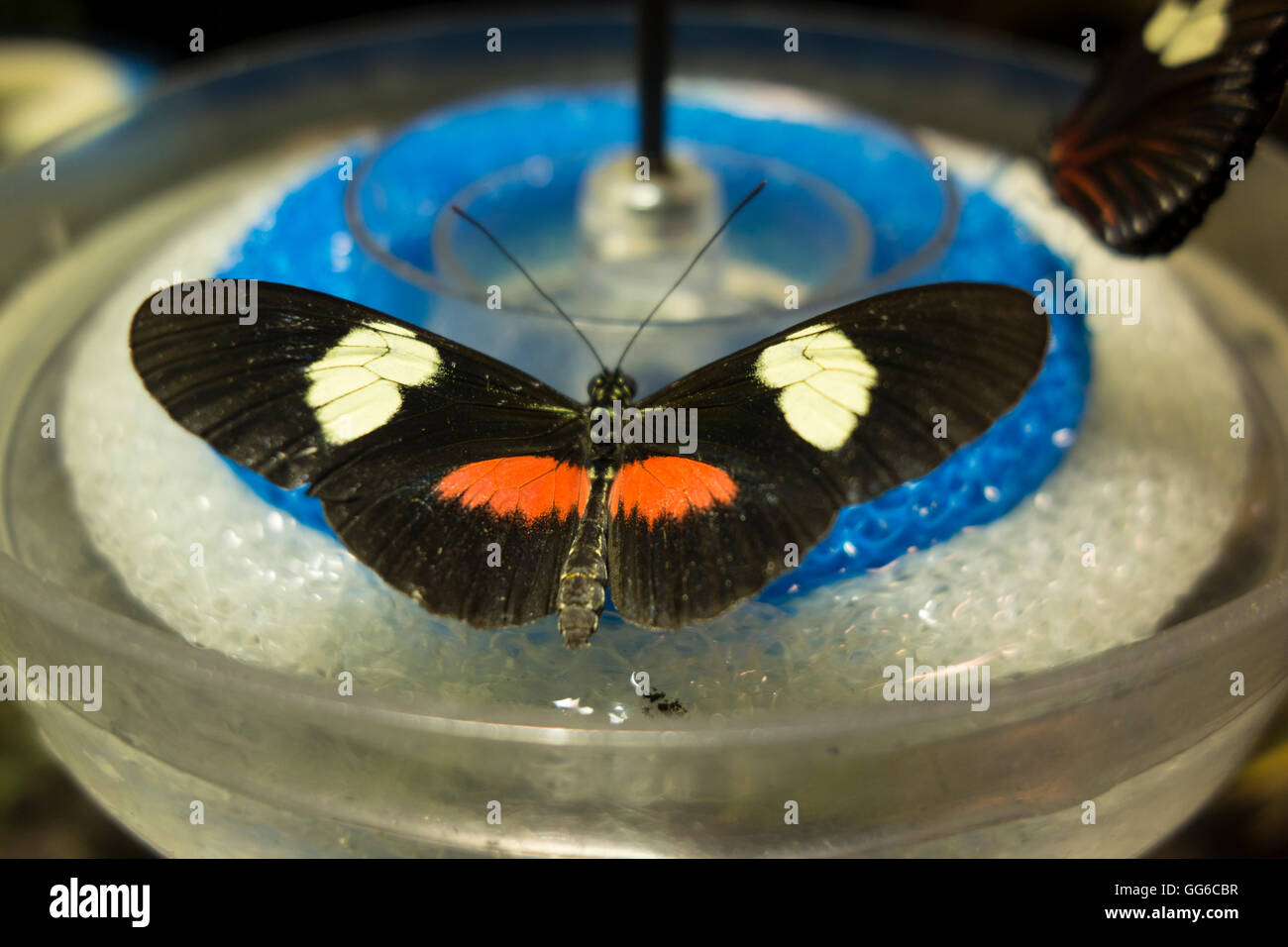 Il Museo Americano di Storia Naturale Foto Stock