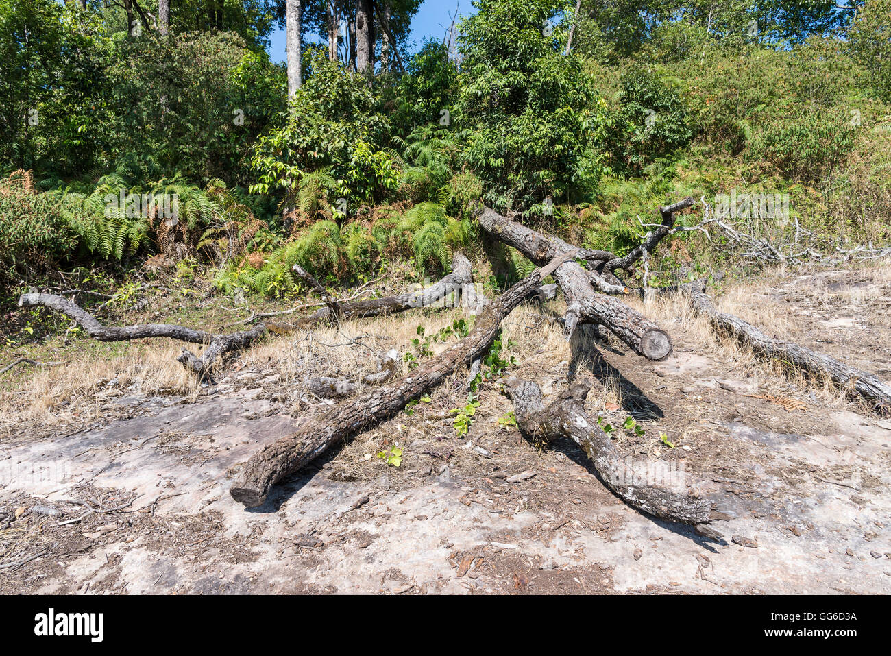 Il problema di deforestazione nella foresta del Thai parco nazionale. Foto Stock