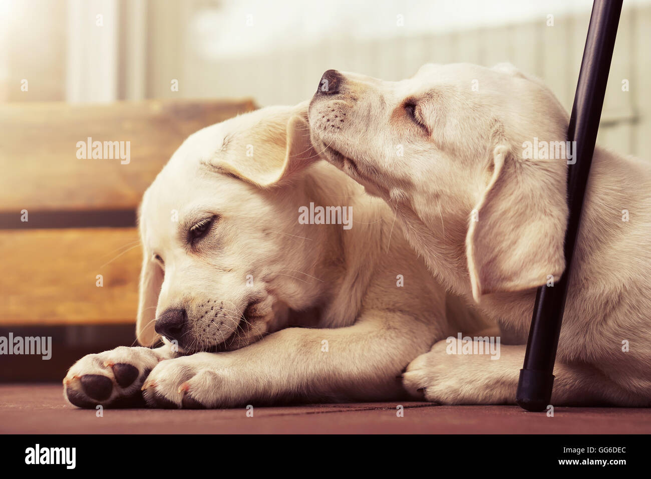 Cani fratelli mantenere reciprocamente - dolce sorelle / fratelli fianco a fianco dallo stesso lettiere per animali Foto Stock