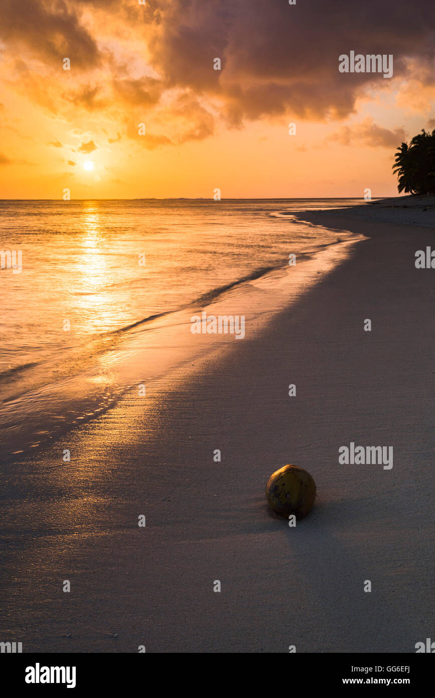Il cocco su una spiaggia tropicale al tramonto, Isola di Rarotonga Isole Cook, South Pacific Pacific Foto Stock
