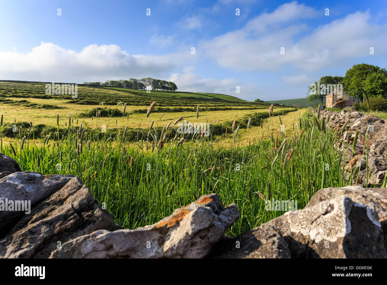 Nuova erba falciata in campo con muri in pietra a secco, ceduo di alberi e casa, Peak District, Derbyshire, England, Regno Unito Foto Stock