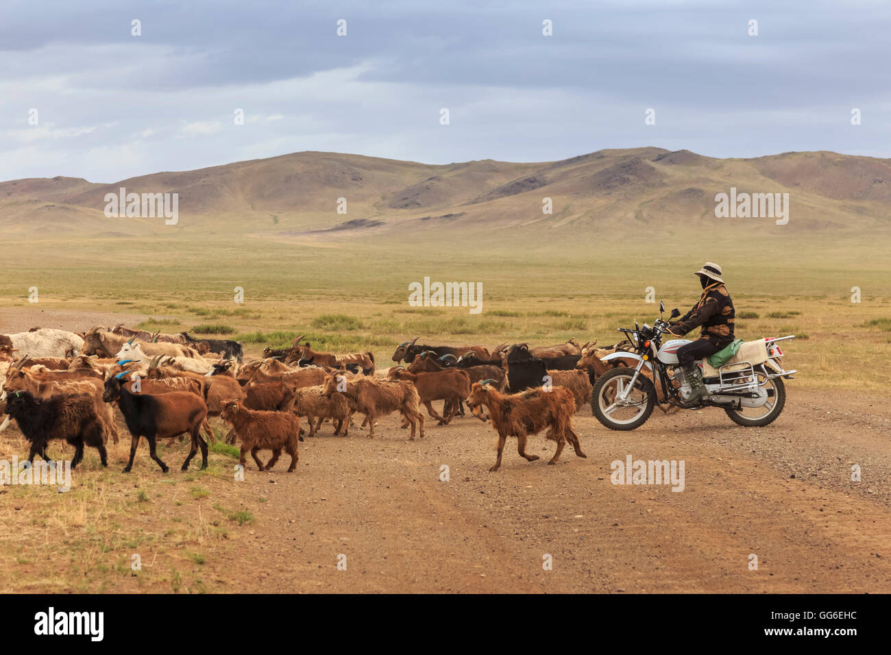 Herder sulla motocicletta con caprino e ovino allevamento attraversa road a Mandalgov nel paese collinare a sud di Ulan Bator, Tov, Mongolia Foto Stock