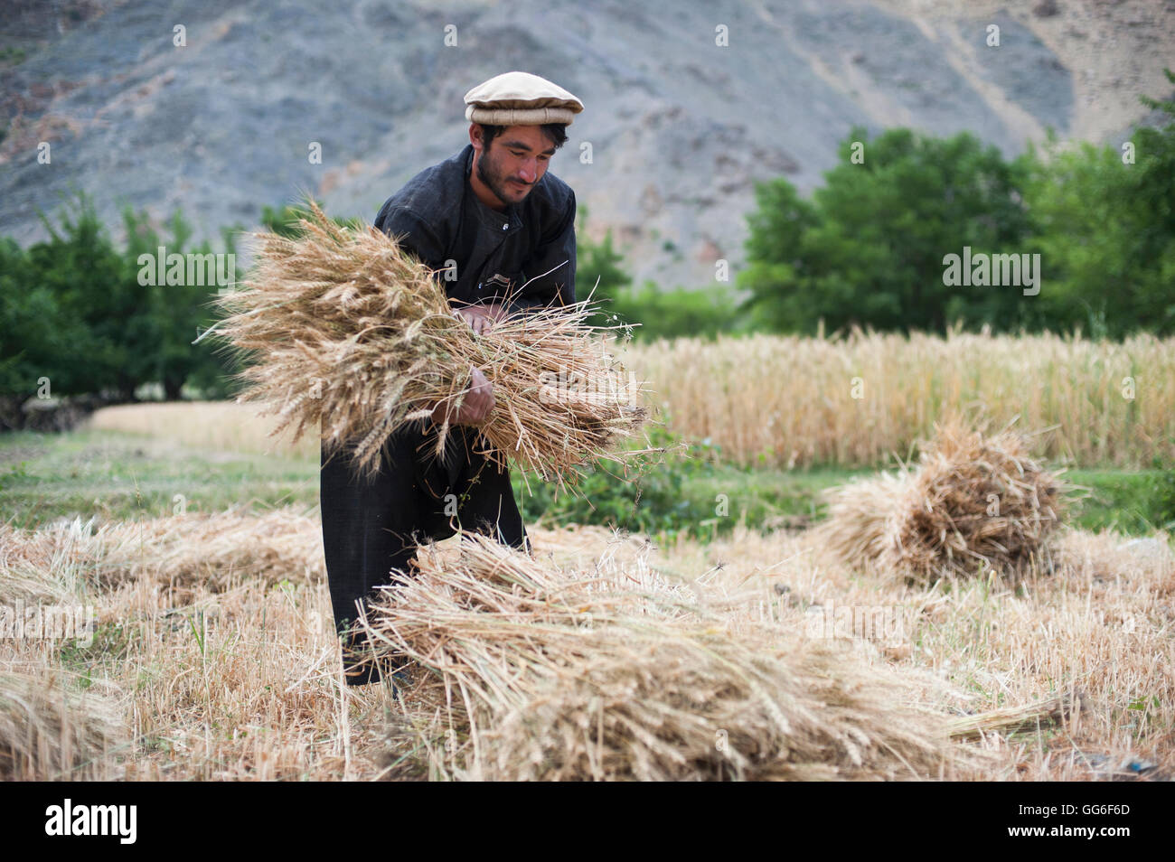 Un agricoltore detiene un taglio fresco bundle di frumento nella valle del Panjshir, Afghanistan, Asia Foto Stock