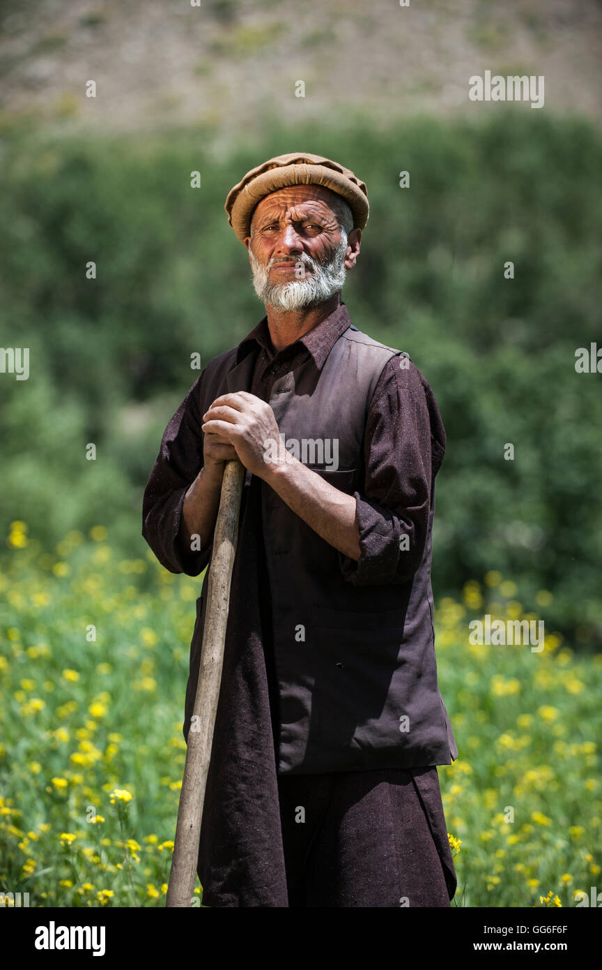 Un agricoltore in piedi in un campo di grano miscelato con olio di semi di colza nella valle del Panjshir, Afghanistan, Asia Foto Stock