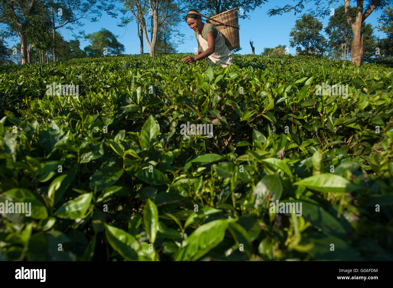 Una donna raccoglie le foglie di tè in Assam nel nord-est dell India, India, Asia Foto Stock