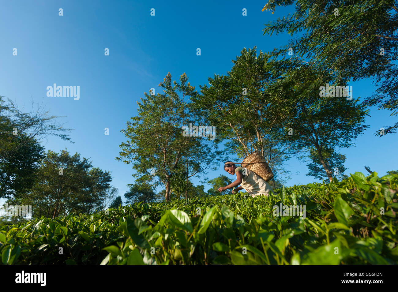 Una donna raccoglie le foglie di tè in Assam nel nord-est dell India, India, Asia Foto Stock