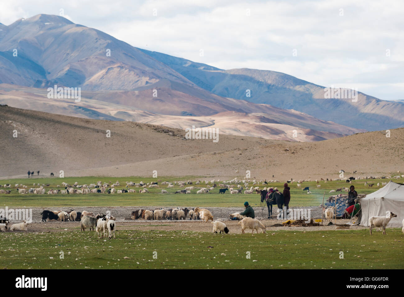 I nomadi che vivono in un Tented Camp vicino a Tso Moriri in Ladakh, Nord India, India, Asia Foto Stock