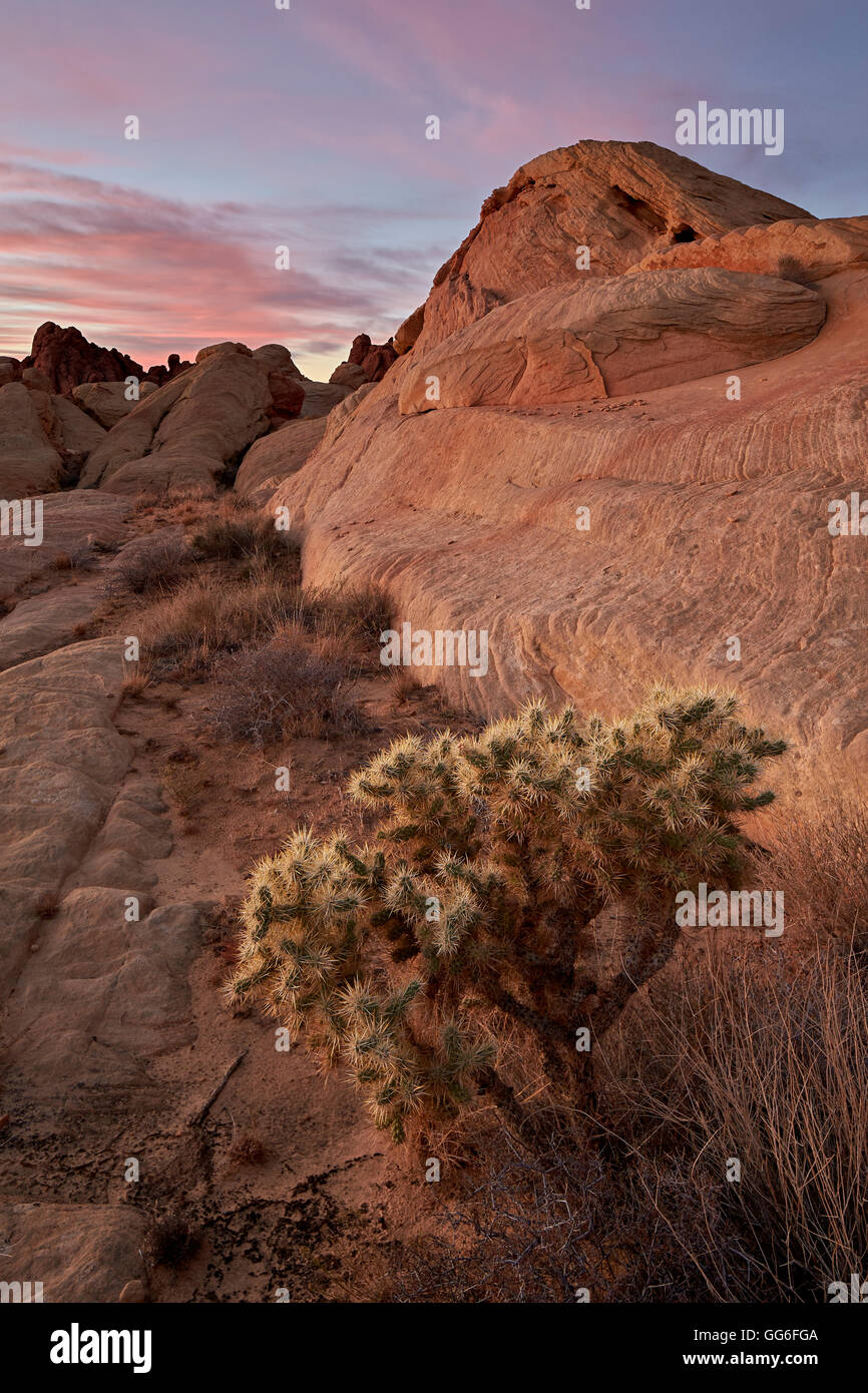 Il Cactus e formazioni di arenaria all'alba, la Valle del Fuoco del parco statale, Nevada, Stati Uniti d'America, America del Nord Foto Stock