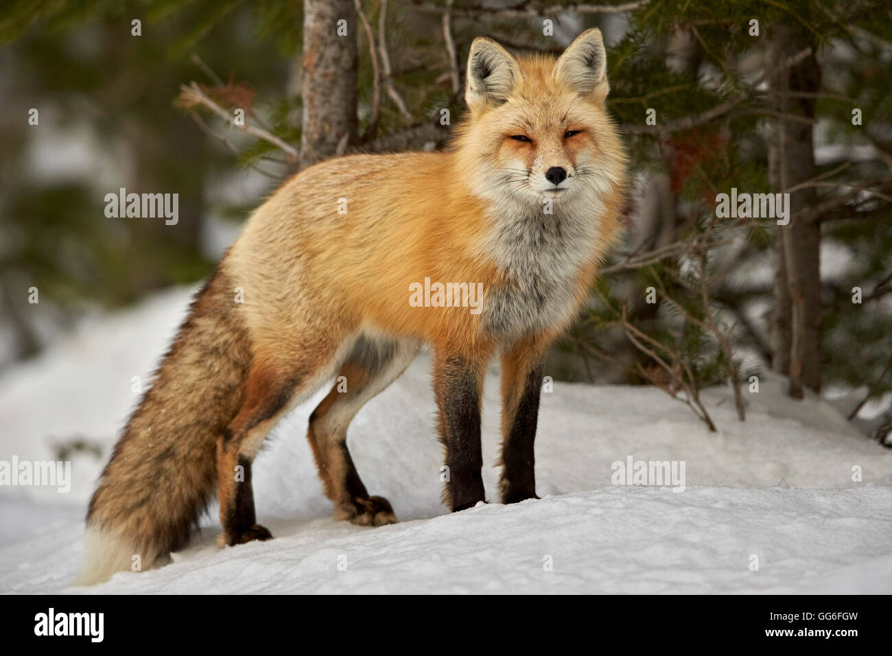 Red Fox (Vulpes vulpes) (Vulpes vulpes fulva) in inverno, Grand Teton National Park, Wyoming negli Stati Uniti d'America, America del Nord Foto Stock