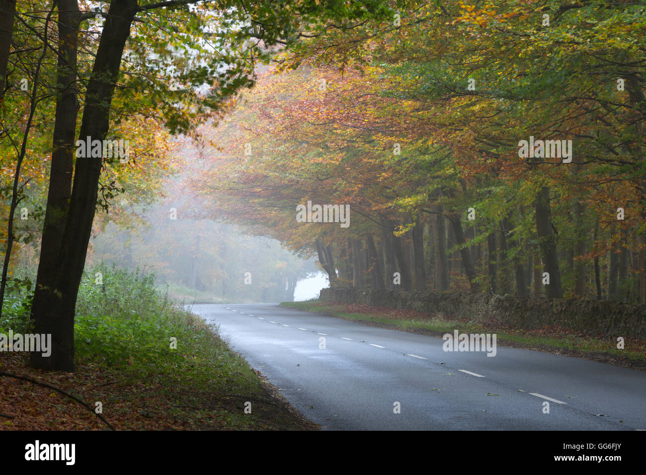 Strada che corre attraverso la nebbia autunnale di bosco, vicino Stow-su-il-Wold, Cotswolds, Gloucestershire, England, Regno Unito, Europa Foto Stock