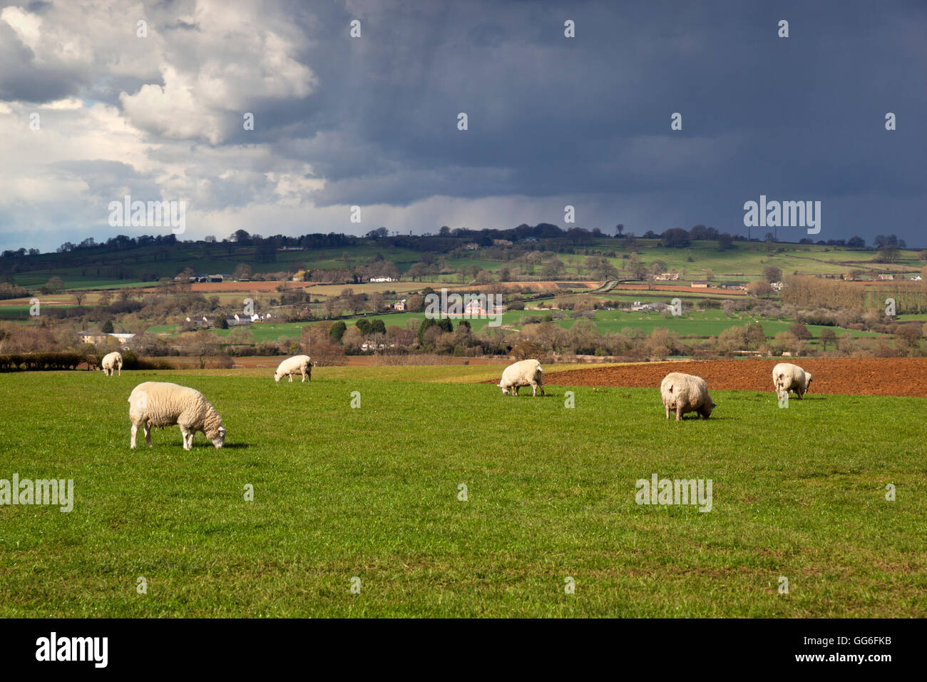 Cotswold paesaggio con pecore, Chipping Campden, Cotswolds, Gloucestershire, England, Regno Unito, Europa Foto Stock