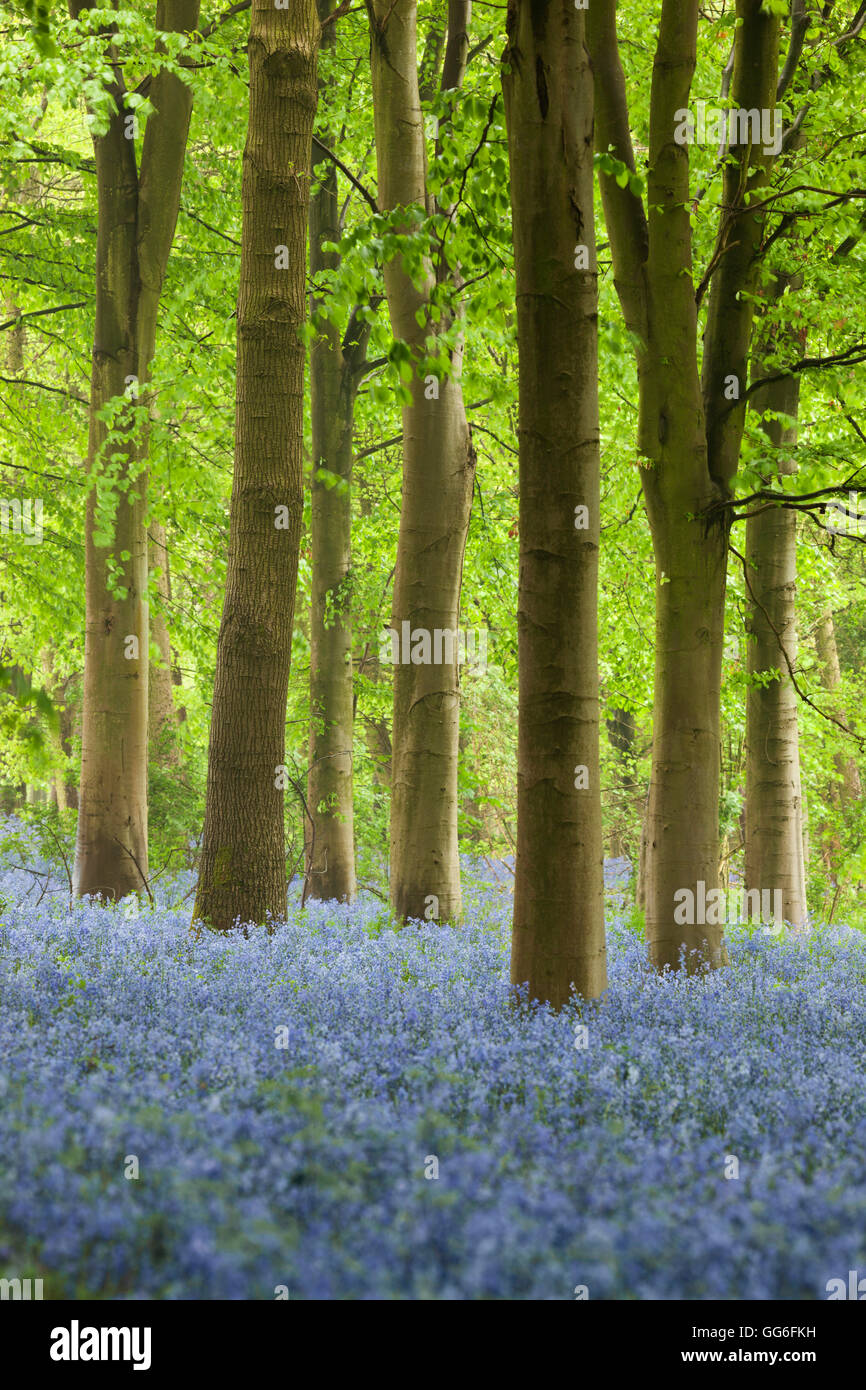 Bluebell legno, Chipping Campden, Cotswolds, Gloucestershire, England, Regno Unito, Europa Foto Stock
