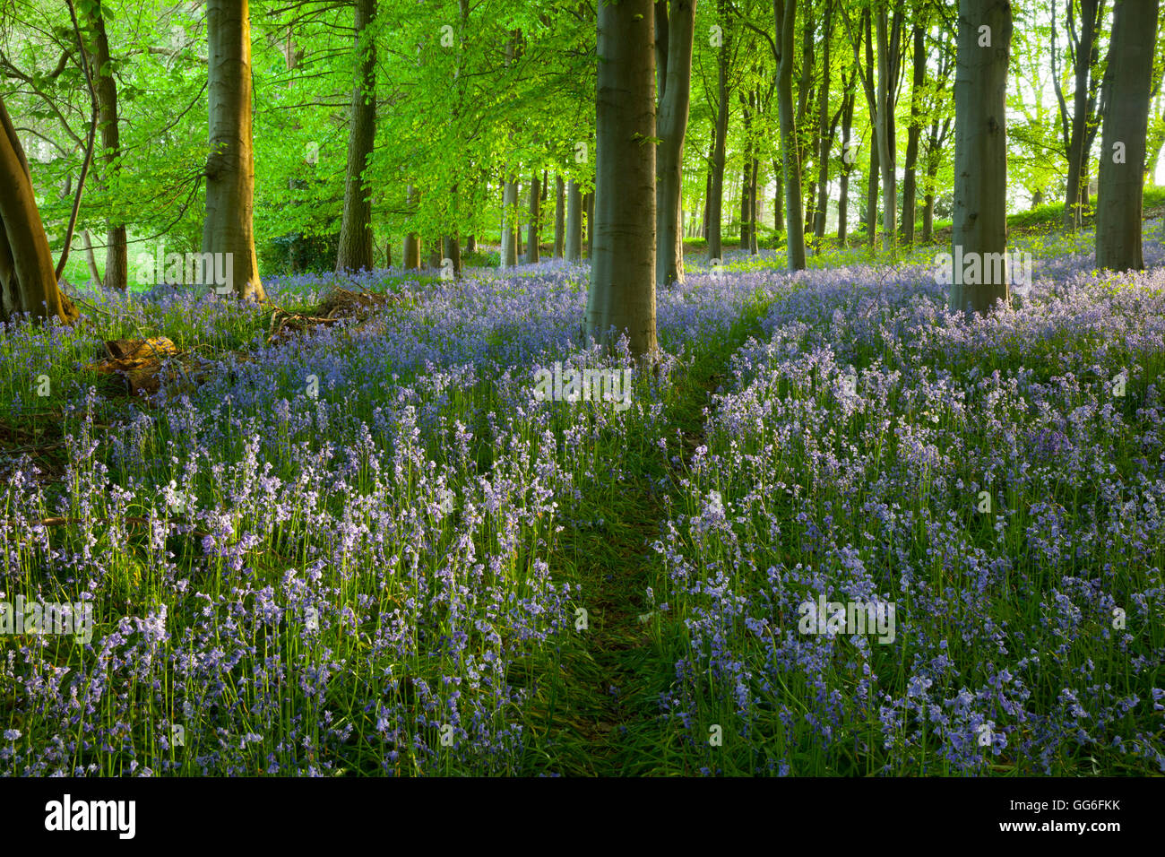 Percorso attraverso bluebell legno, Chipping Campden, Cotswolds, Gloucestershire, England, Regno Unito, Europa Foto Stock
