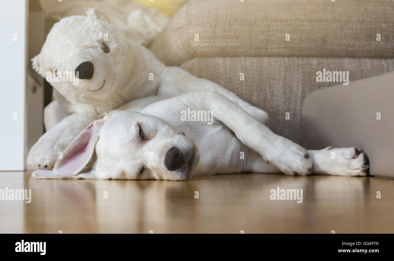 Stanco cane sdraiato sul pavimento con la sua orso polare peluche Foto Stock