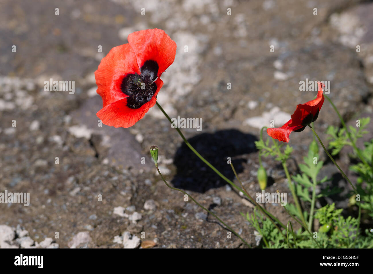 Rosso papavero (Papaver commutatum) Foto Stock