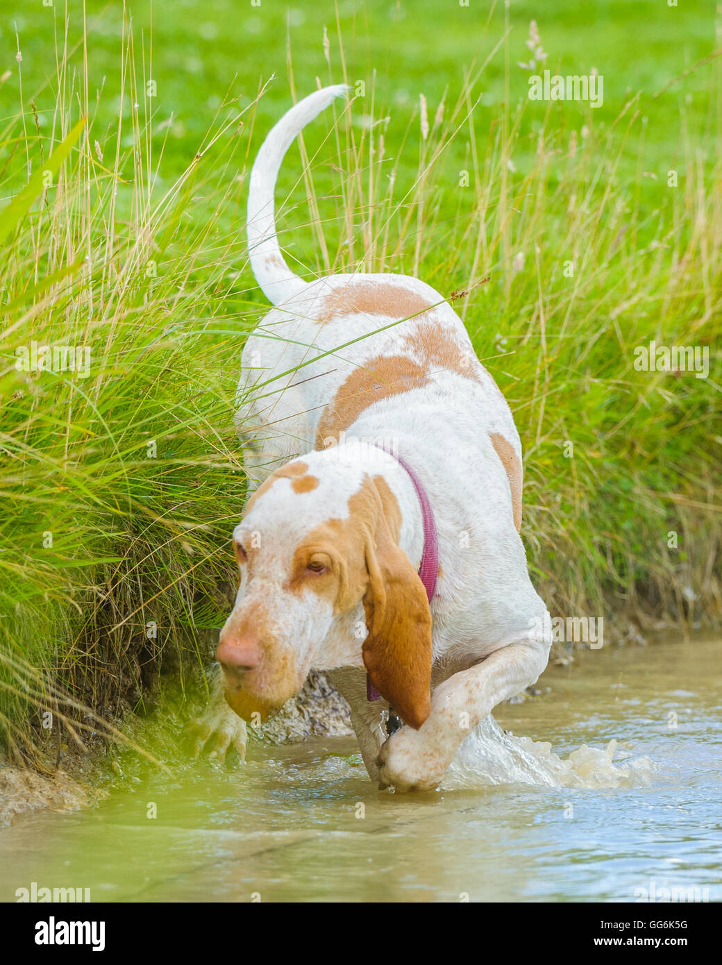 Un Bracco Italiano cane nuoto, giocare e sguazzare in acqua in una calda giornata estiva Foto Stock