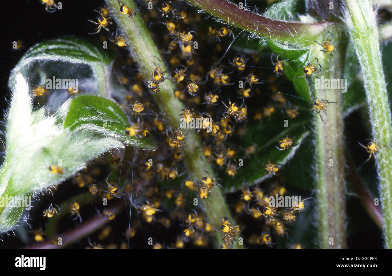 Cluster di giardino baby Cross ragni prima di dispersione Foto Stock