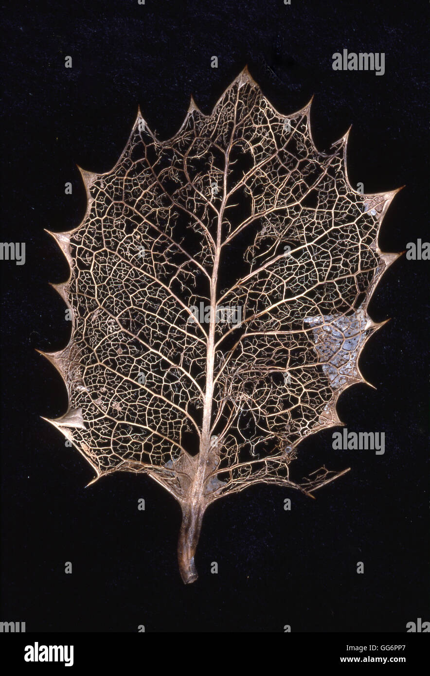 Holly leaf che mostra le vene Foto Stock