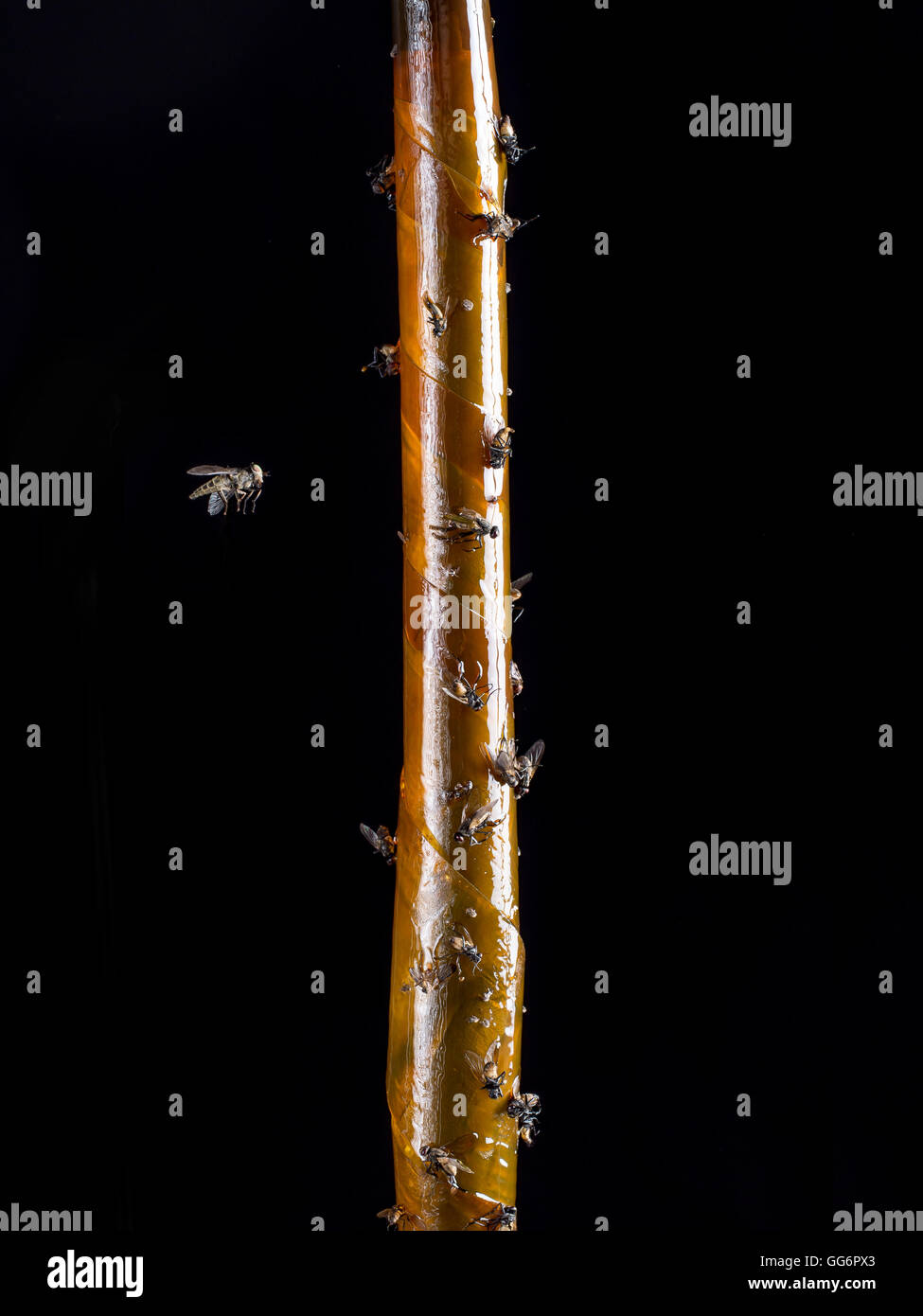 Fly avvicinando flypaper con mosche morte shot su sfondo nero Foto Stock
